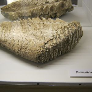 Mammoth Tooth - Portsmouth Nat Hist Museum 2015.