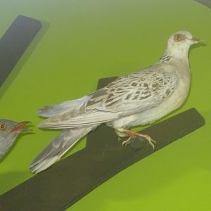 Turtle Dove - Portsmouth Nat Hist Museum 2015.