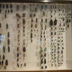 Portsmouth Natural History Museum 2015