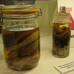 Portsmouth Natural History Museum 2015