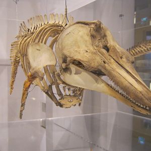 Portsmouth Natural History Museum 2015