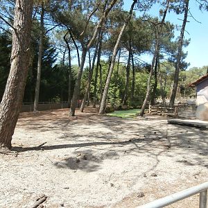 Pygmy hippo enclosure