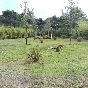 Sri Lankan leopard enclosure