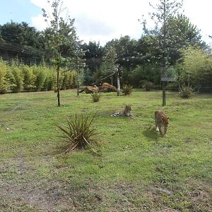 Sri Lankan panther enclosure