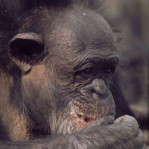 Chimpanzee Abena 1974