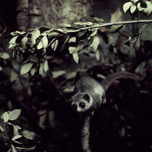Fat-tailed dwarf lemur 1982
