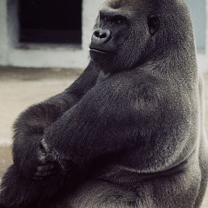 Gorilla Bukhama 1974