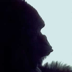 Gorilla Bukhama in profile 1973