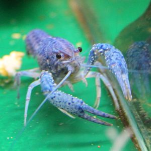 Crayfish Cherax clackii electric blue