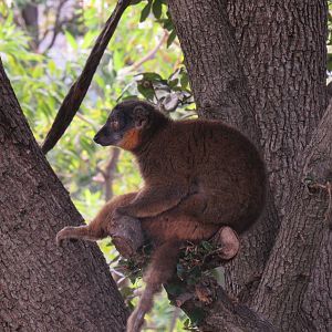 Collared Lemur