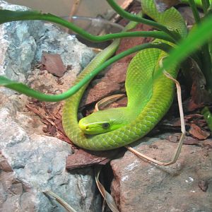 African Green Mamba (west or east?)