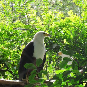 African Fish Eagle