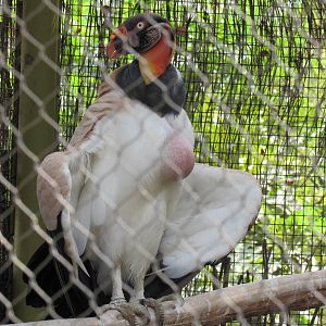 King Vulture Parent