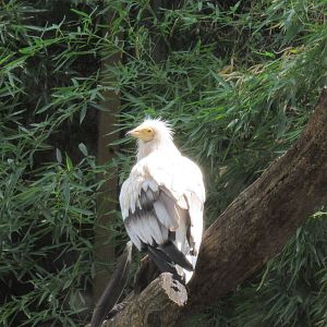 Egyptian Vulture