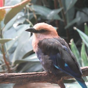 Blue Bellied Roller