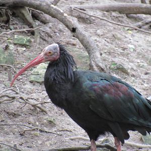 Northern Bald Ibis
