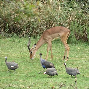Impala, Helmeted Guineafowl, and Vulturine Guineafowl