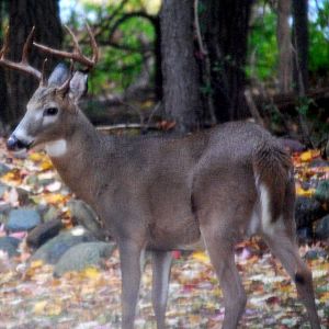 Boreal White Tailed Deer