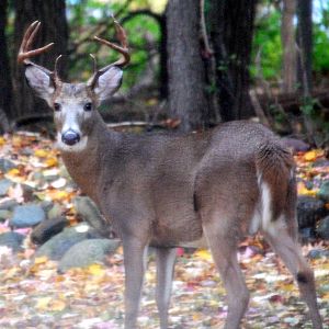 Boreal White Tailed Deer