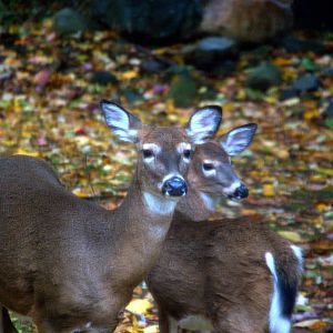 Boreal White Tailed Deer