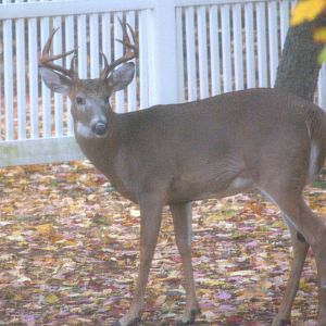 Boreal White Tailed Deer
