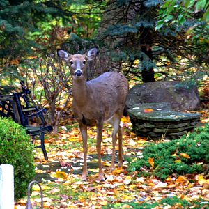 Boreal White Tailed Deer