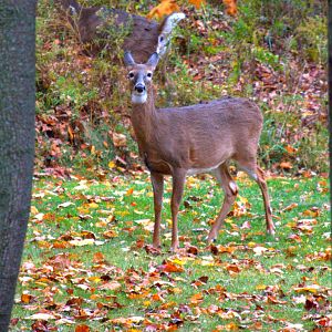 Boreal White Tailed Deer