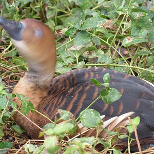 Fulvous Whistling Duck