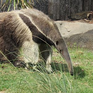 Jimi the Giant Anteater
