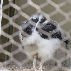 King Vulture Chick