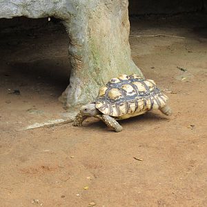 Leopard Tortoise on the move