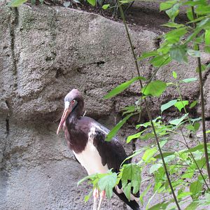 Abdim's stork
