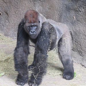 Can I go back to Bed?