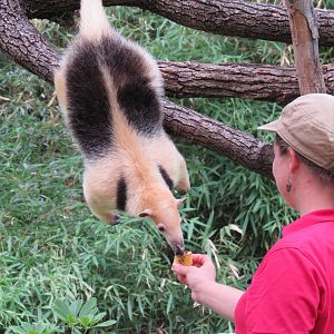 Chispa showing off her prehensile tail