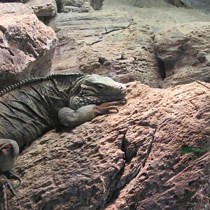 Grand Cayman Island Blue Iguana