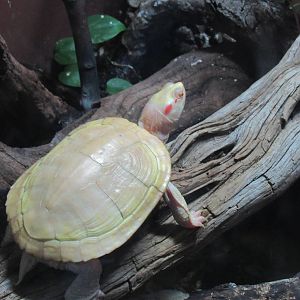 Albino Red Eared Slider Turtle