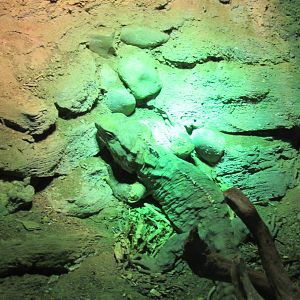 Tuatara basking