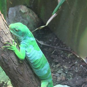 Fiji Banded Iguana