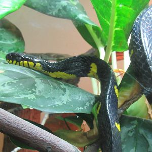 Mangrove Tree Snake