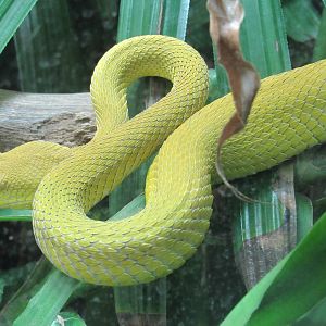 Wetar Island Pit Viper