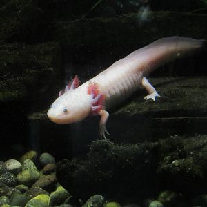 Leuistic Axolotl