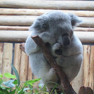 Koala