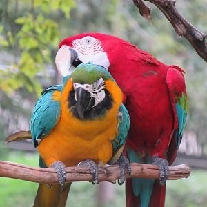 Macaws grooming