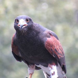 Harris' Hawk