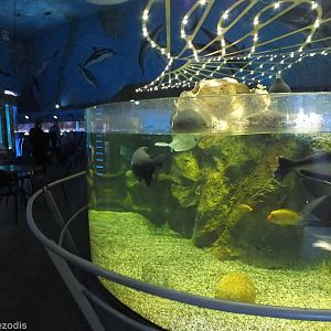 View in the Aquarium