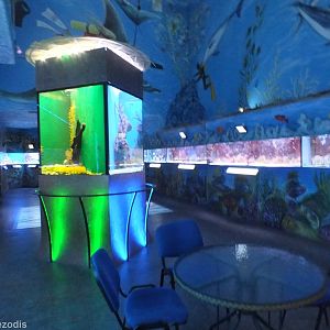 View in the Aquarium
