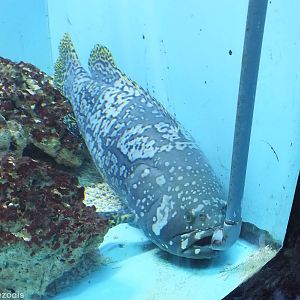 Epinephelus lanceolatus