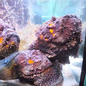 Stonefish - Synanceia verrucosa
