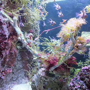 Tank with Pyjama Cardinals