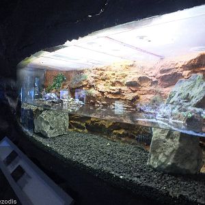 Caiman Enclosure